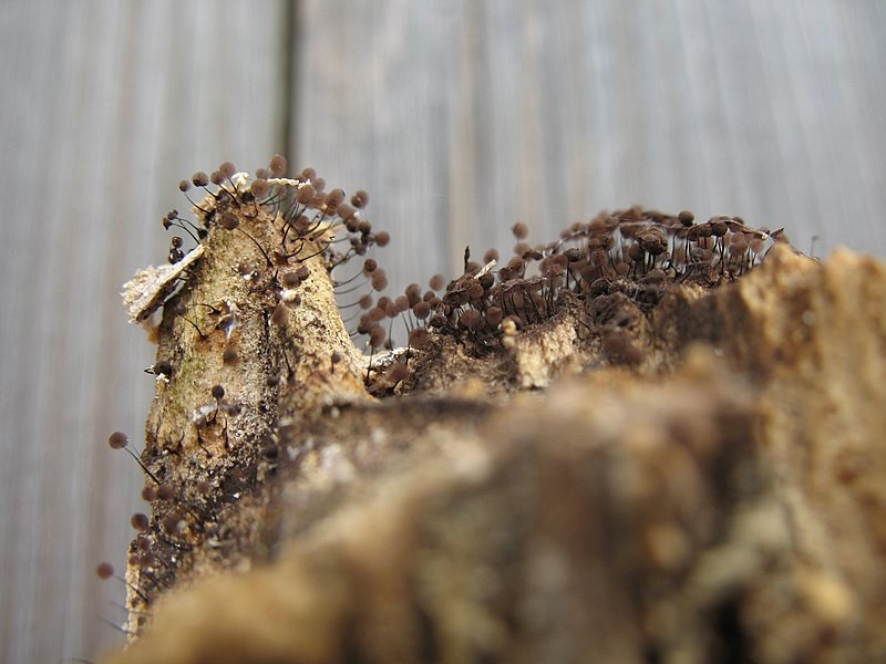 2008   Atelier myxo   Cribraria nigra 001